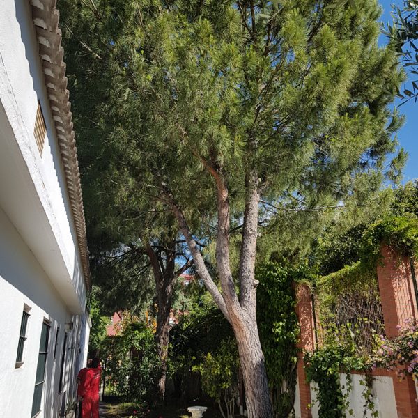 Galeria-blanca-paloma1